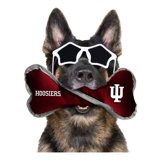 Indiana Hoosiers Pet Tug Bone - Front View w/ Dog