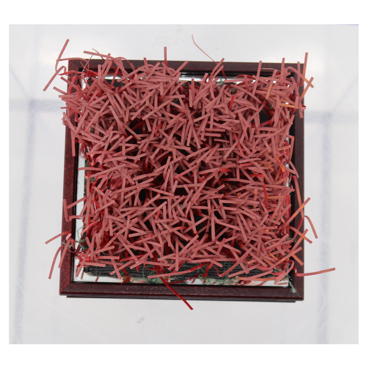 Indiana University Authentic Piece of Memorial Stadium Turf in Glass Display Case