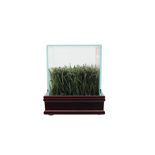 Indiana University Authentic Piece of Memorial Stadium Turf in Glass Display Case