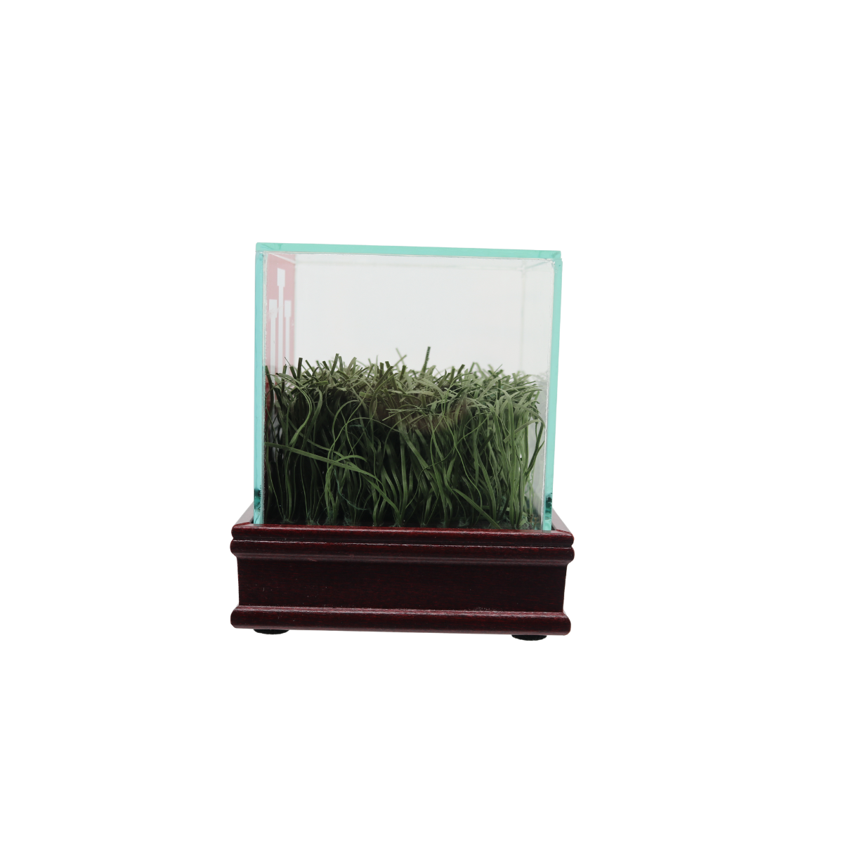 Indiana University Authentic Piece of Memorial Stadium Turf in Glass Display Case