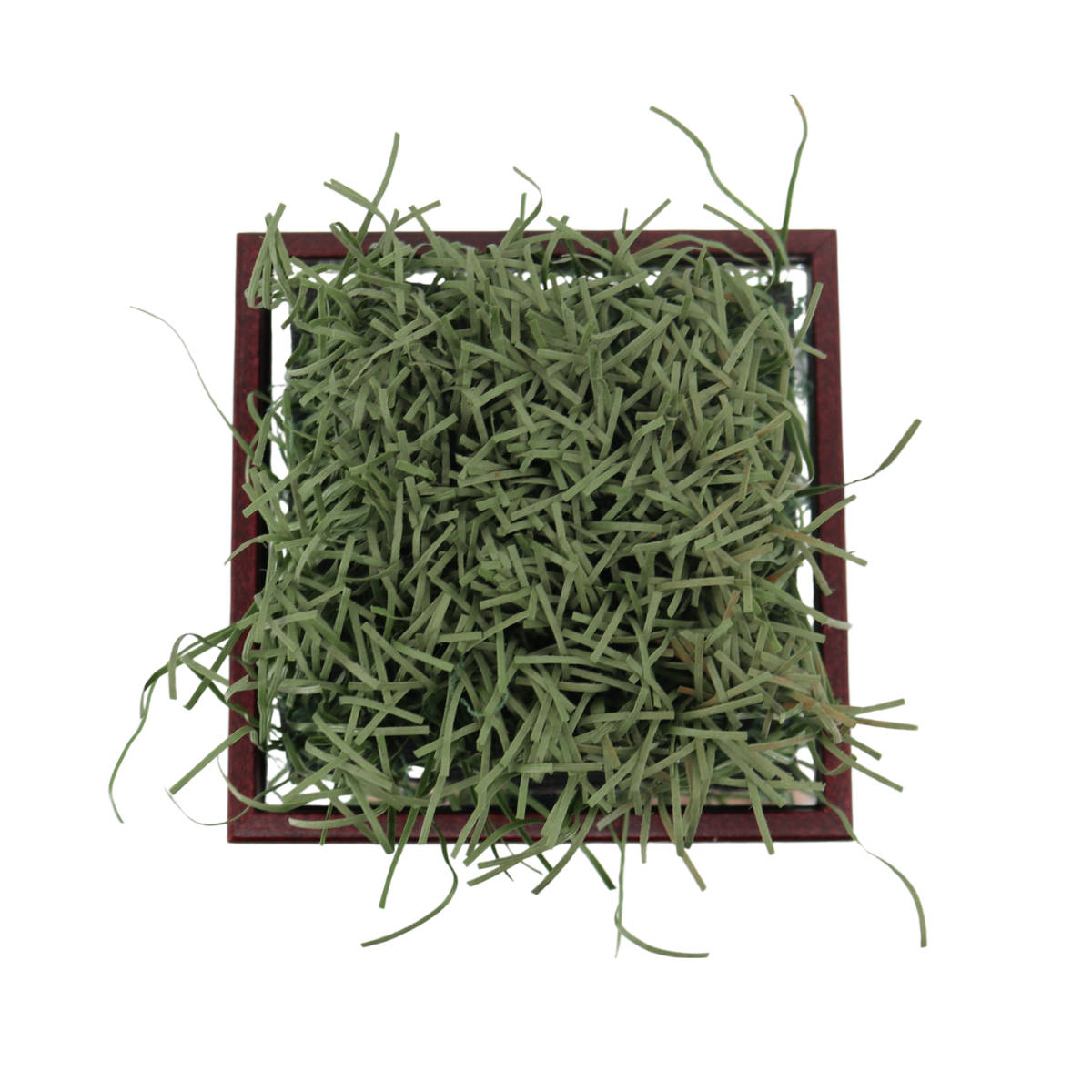 Indiana University Authentic Piece of Memorial Stadium Turf in Glass Display Case