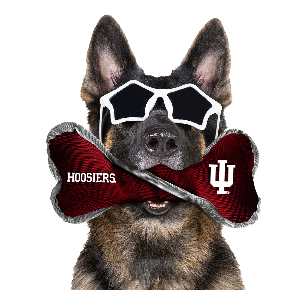 Indiana Hoosiers Pet Tug Bone - Front View w/ Dog
