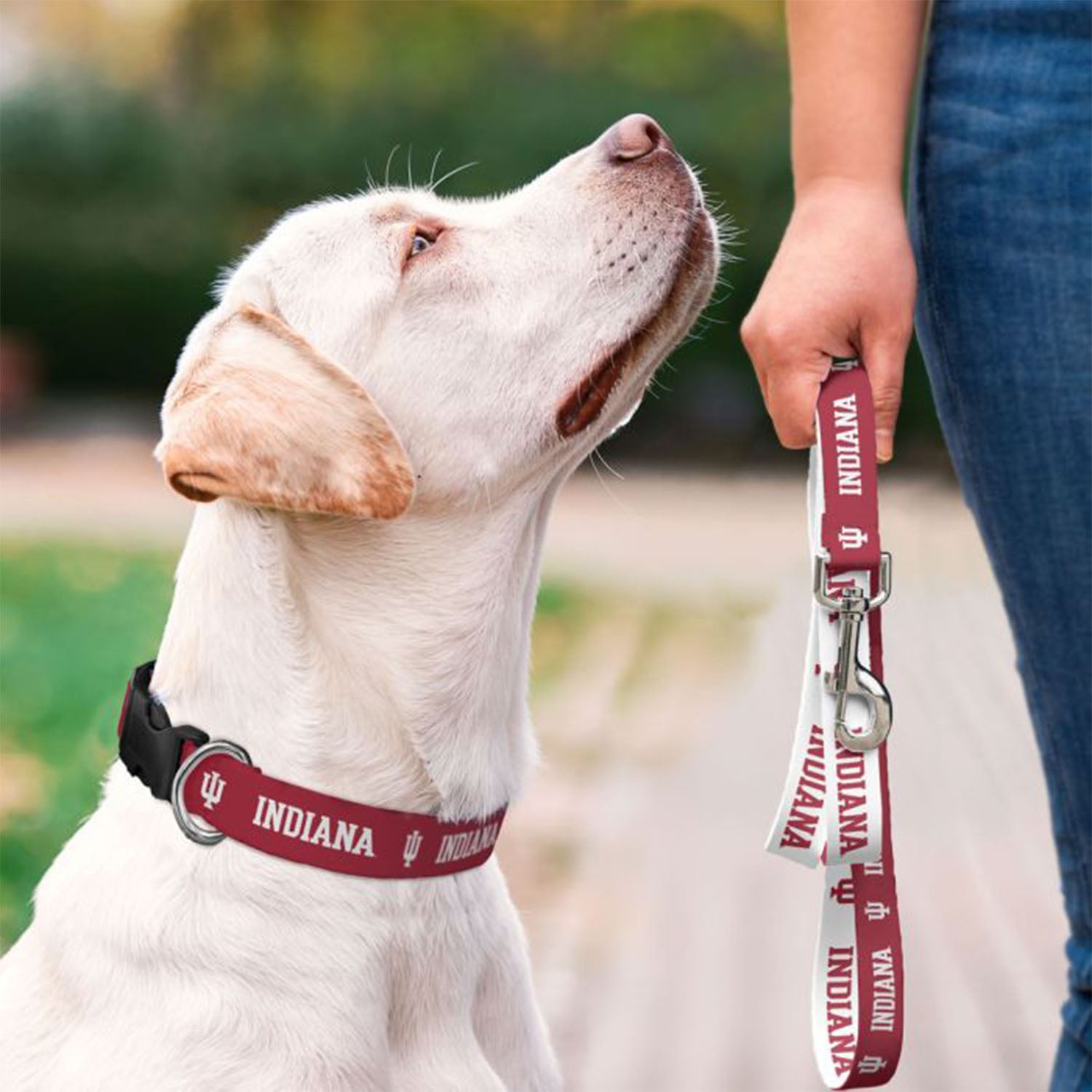 Indiana Hoosiers Pet Leash - In Hand