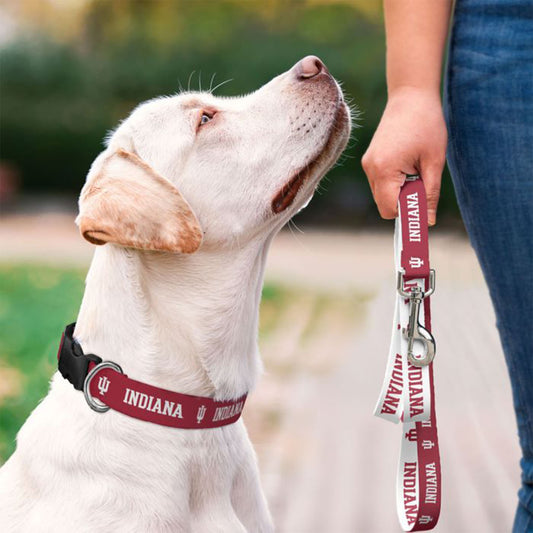 Indiana Hoosiers Pet Collar - On Dog